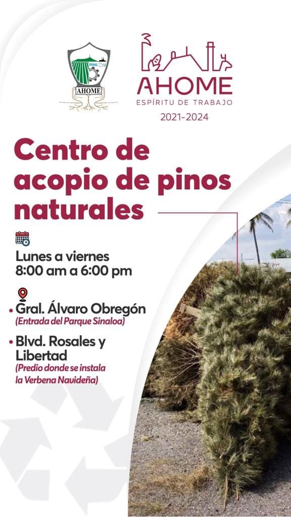Listos los centros de acopio de pinos navideños naturales. Listos los centros de acopio de pinos navideños naturales.