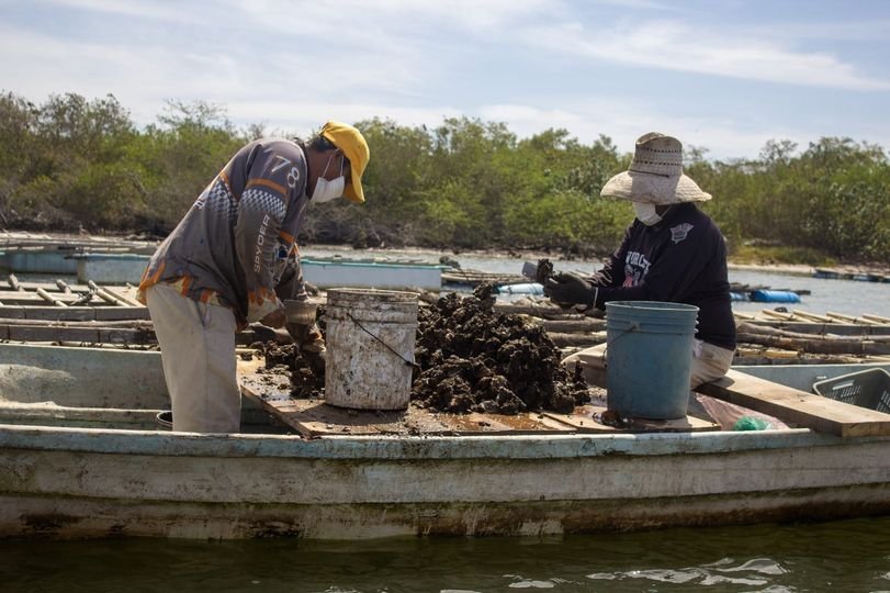 Ocupa Sinaloa tercer lugar en producción de ostión en México