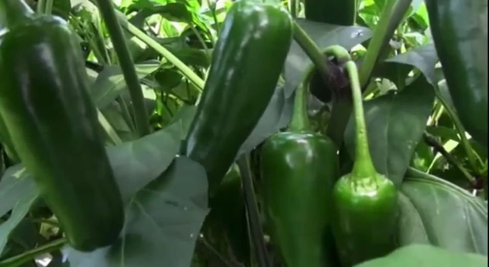 Precios del chile tiene drástica caída en Mazatlán