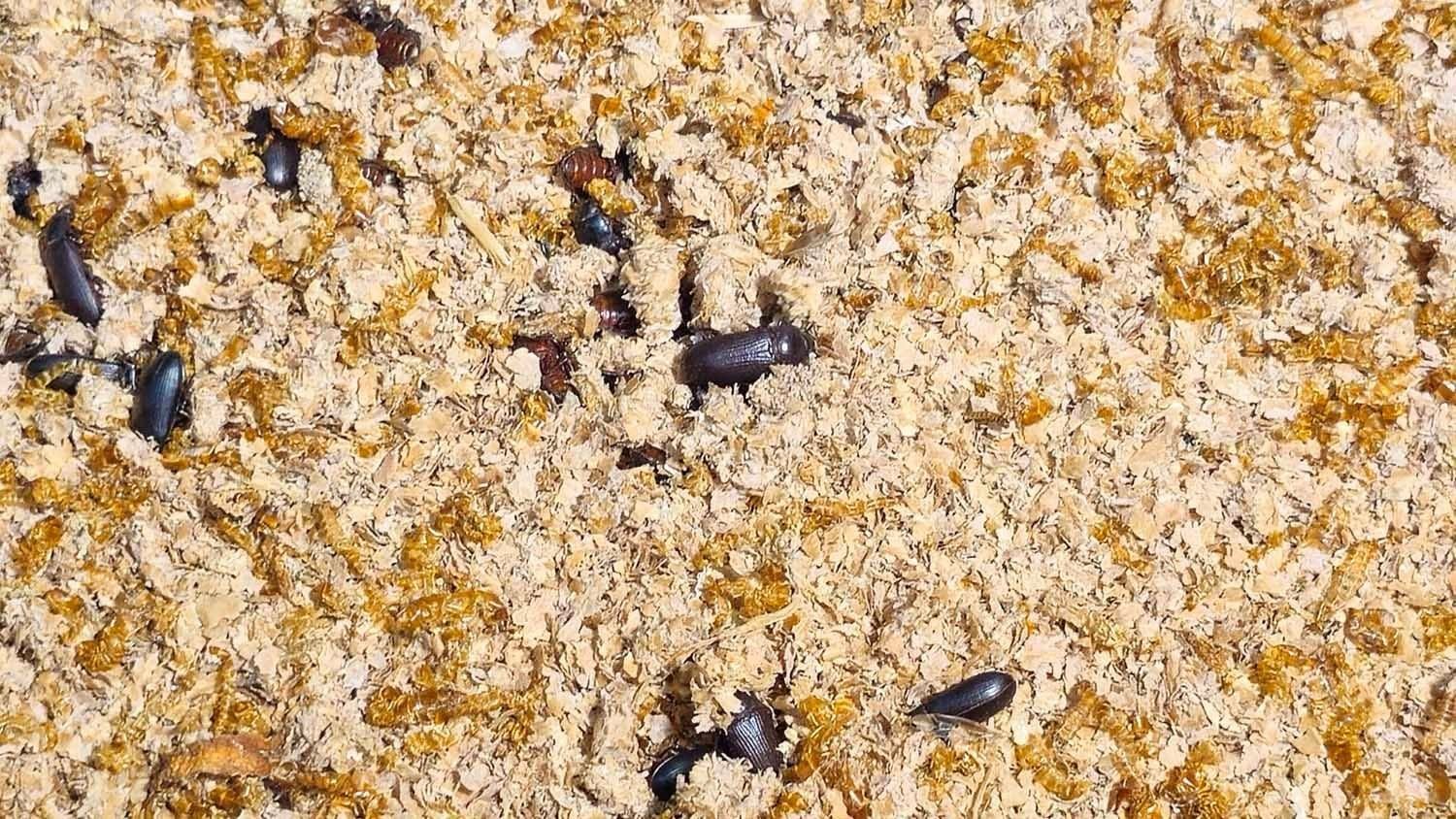 Investigadores de la Nueva Universidad estudian al gusano de la harina, pues tie