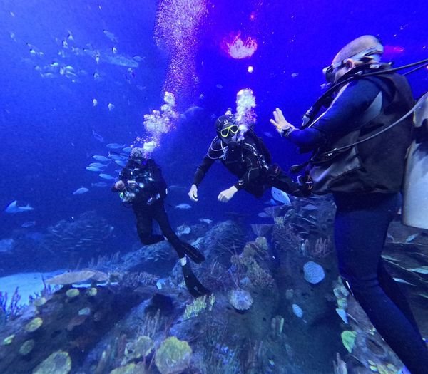 Buzos del Gran Acuario Mazatlán obtienen certificación profesional que les permi