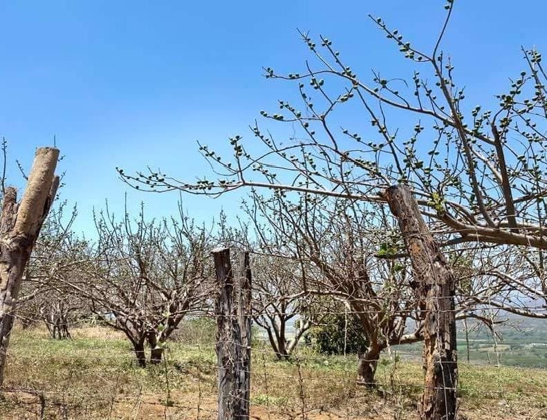 Clima retrasa la temporada de ciruela en el sur de Sinaloa, esperan primeros cor