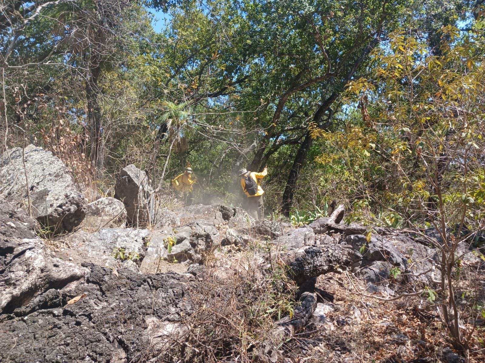 Controlan un 90 por ciento incendio forestal en Elota