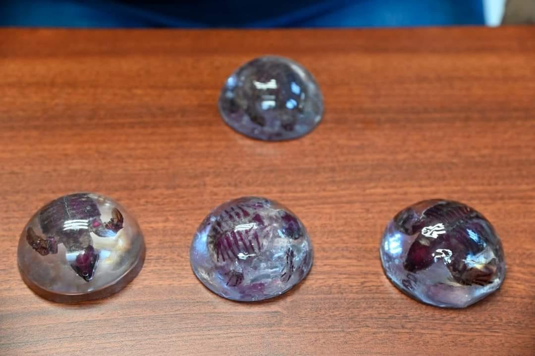 Estudiante de Biología de la UAS logra técnica para transparentar tortugas marin