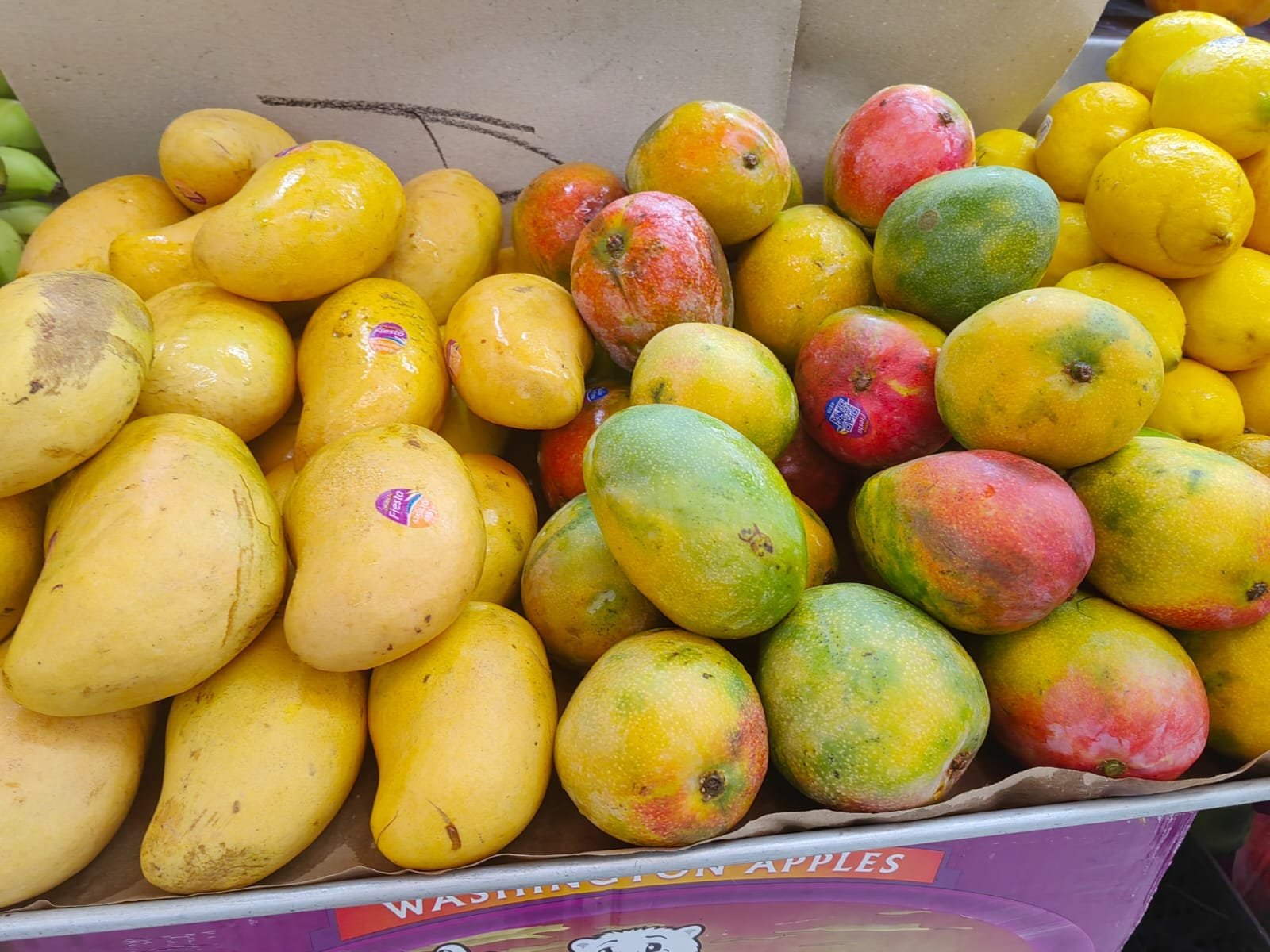 Inicia temporada de mango y la reactivación de empleo en el sur de Sinaloa