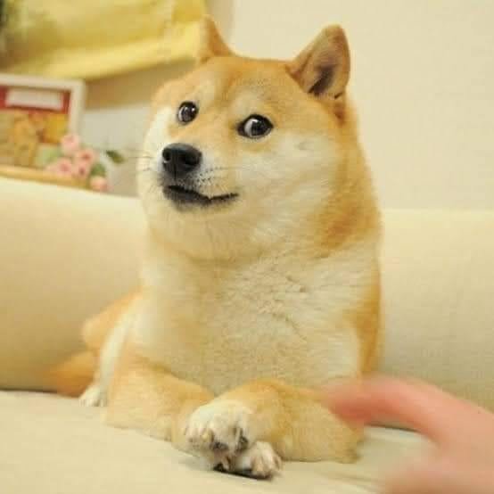 Kabosu, la famosa shiba inu que inspiró el meme Doge y la criptomoneda Dogecoin