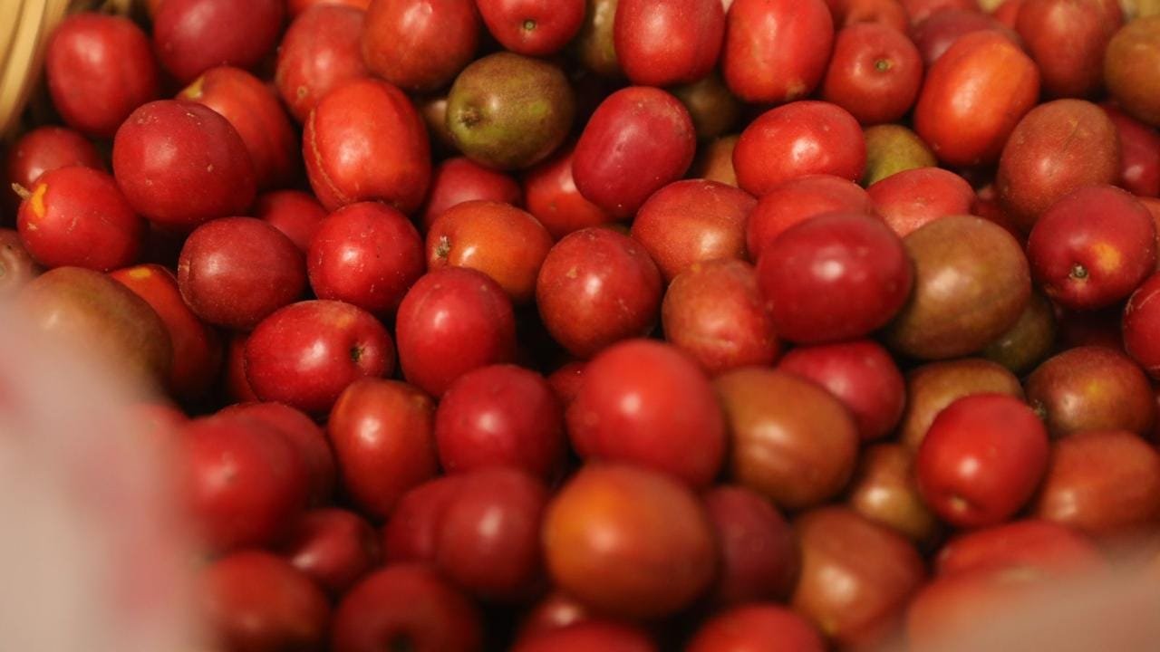 Invitan a la V Feria de la Ciruela en Aguacaliente de Gárate Invitan a la V Feria de la Ciruela en Aguacaliente de Gárate