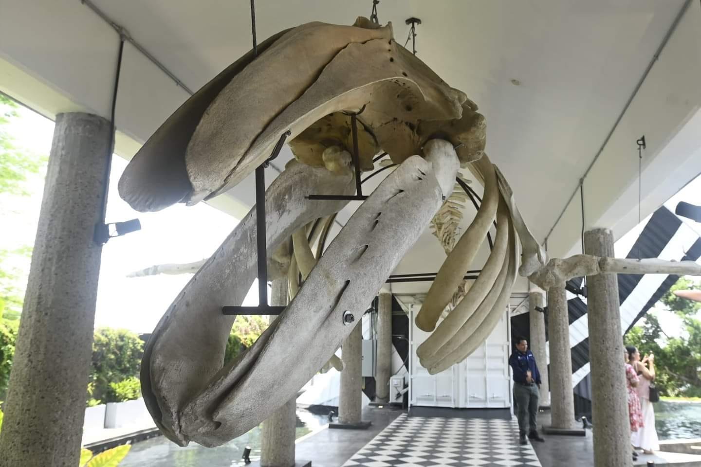 Museo Nacional de la Ballena abrirá sus puertas el 23 de julio en Mazatlán