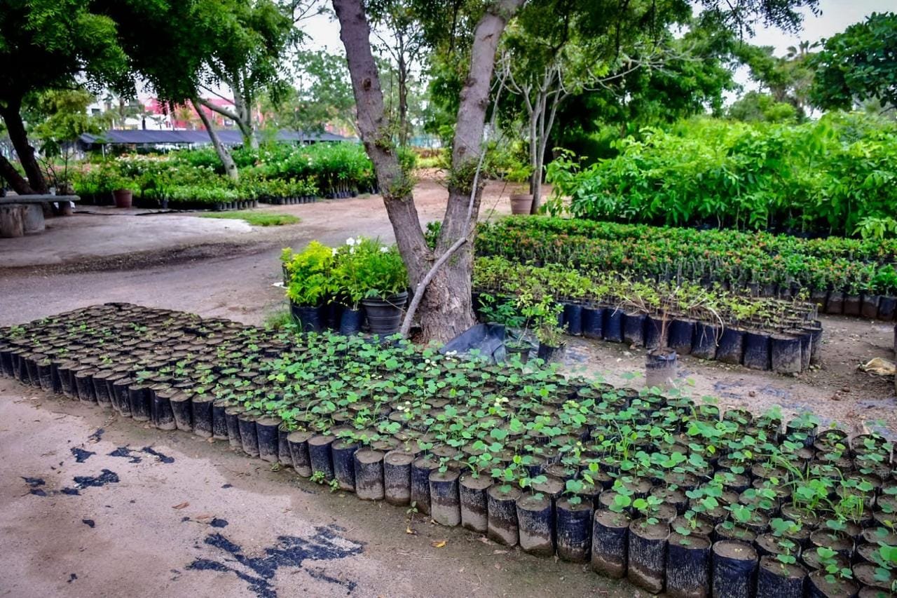 *Vivero municipal tiene más de 130 variedades entre árboles, arbustos y flores.* *Vivero municipal tiene más de 130 variedades entre árboles, arbustos y flores.*