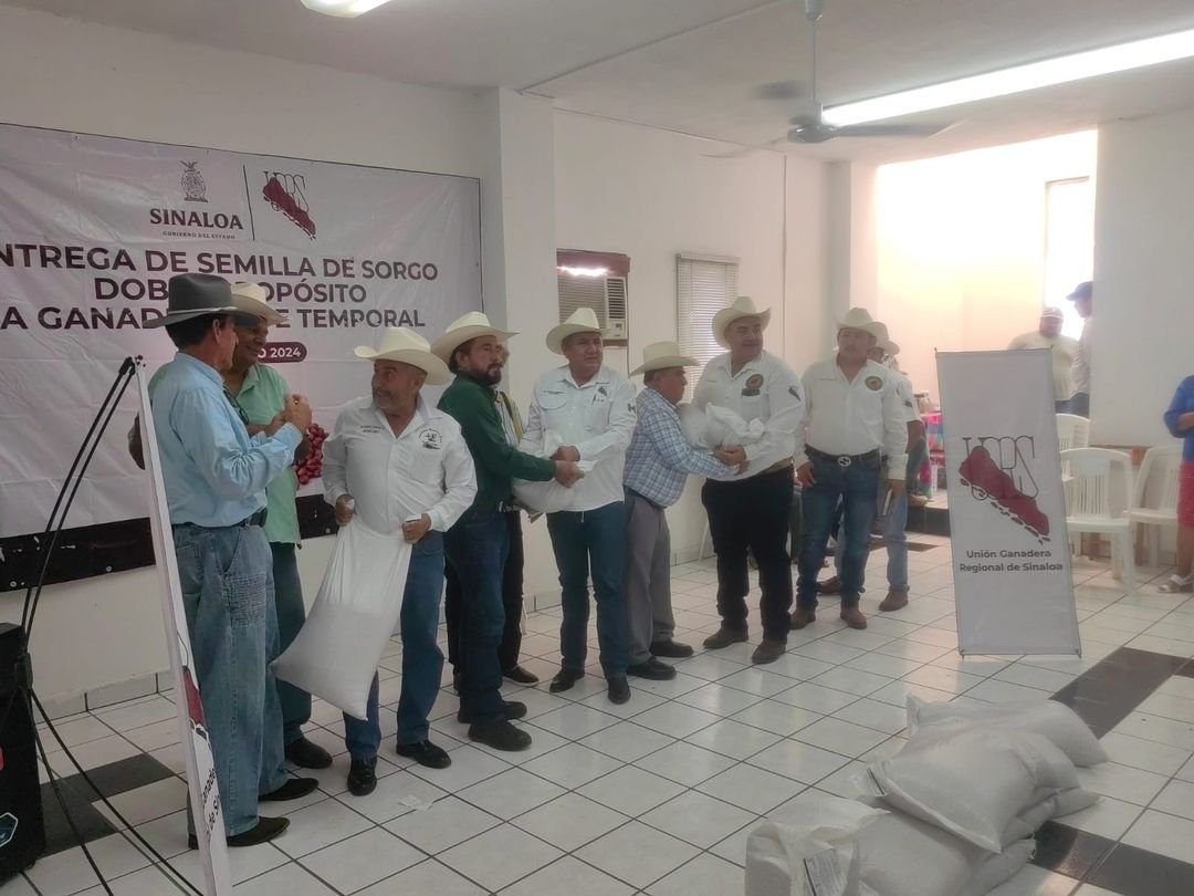 Entregan 850 bolsas de semilla de sorgo doble propósito a ganaderos de temporal en Mazatlán  Para fortalecer a la ganede…