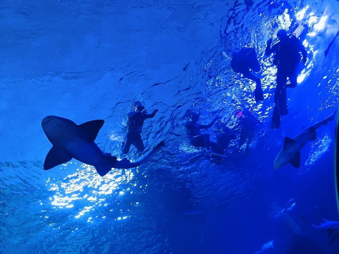 Snorkel y buceo con tiburones, las nuevas experiencias en el Gran Acuario Mazatlán  Con más y mejores experiencias, el g…