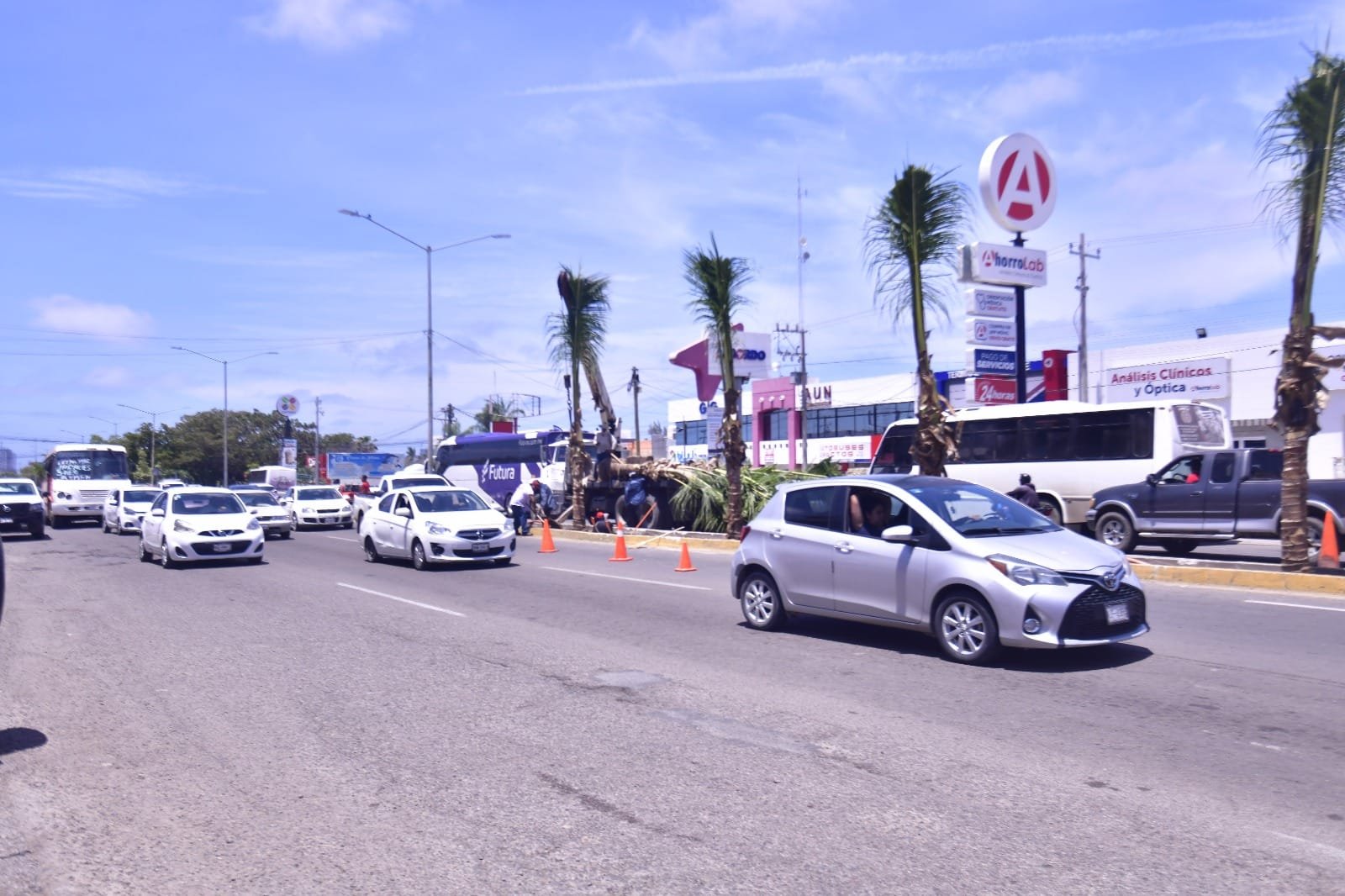 *Instalarán 200 palmas cocoteras en camellones de avenidas principales de Mazatl