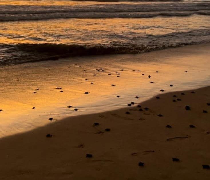 Concluye temporada alta de anidación de la tortuga marina