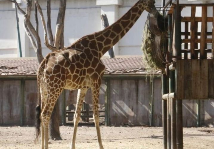 EN CULIACÁN NO SOLO DESAPARECEN PERSONAS, SINO TAMBIÉN UNA JIRAFA