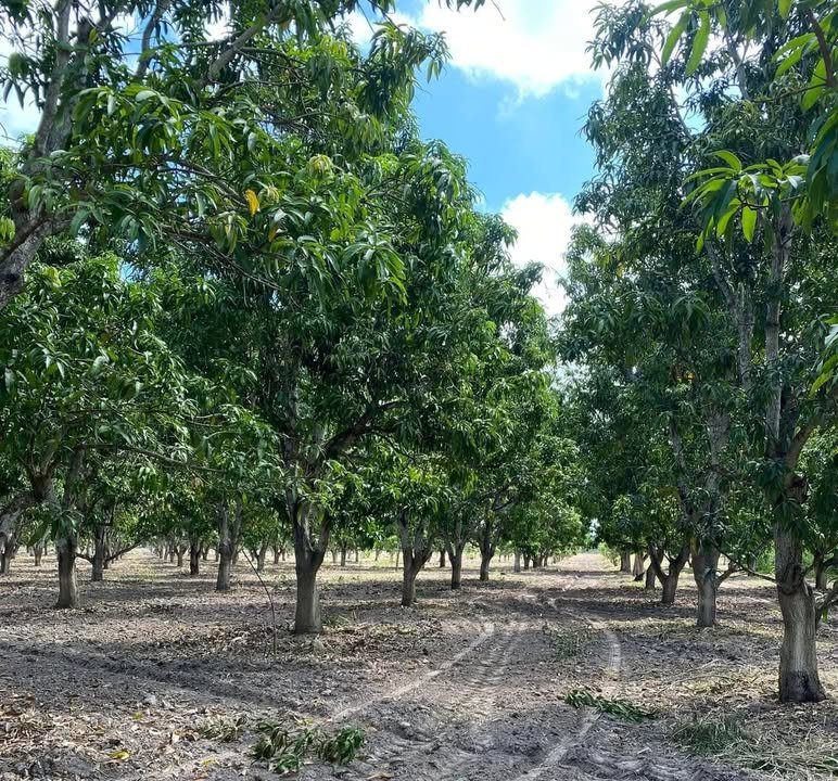 Mangos recuperan periodo de floración en el sur de Sinaloa Mangos recuperan periodo de floración en el sur de Sinaloa