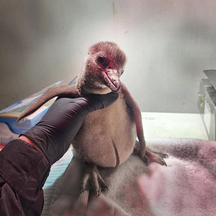 Nace el primer pingüino mazatleco en el Gran Acuario