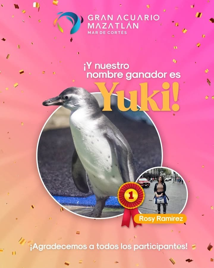 Yuki el nombre de la pingüina mazatleca nacido en el Gran Acuario Mar de Cortés Yuki el nombre de la pingüina mazatleca nacido en el Gran Acuario Mar de Cortés