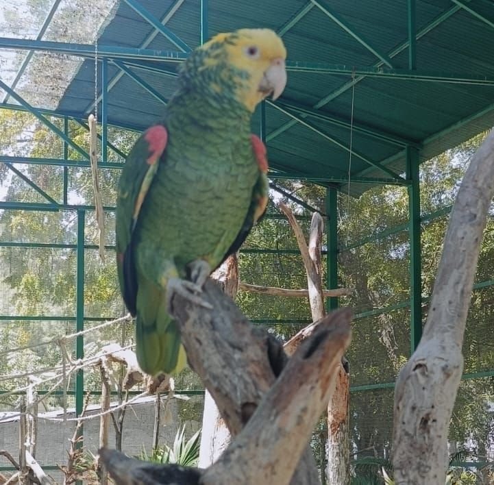 En Casa Guacamaya del Gran Acuario Mazatlán habitan mas de 50 aves decomisadas o rescatadas