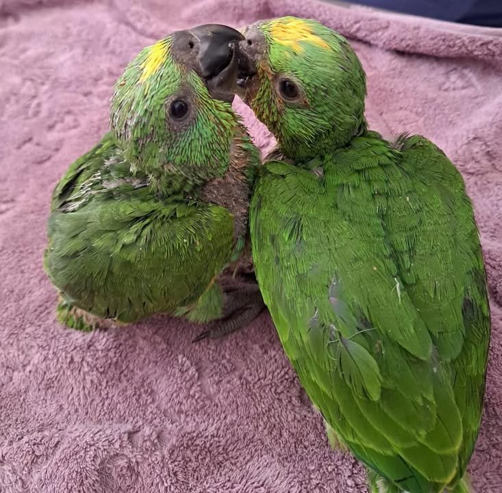 Más de 400 especies han sido rescatadas en Gran Acuario Mazatlán