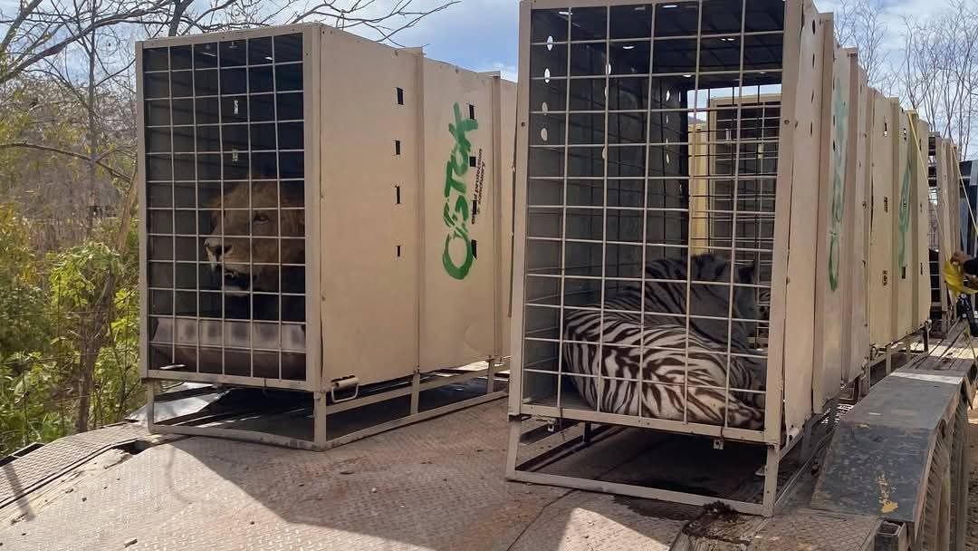 El Encanto Desarrollos abre las puertas a más de 700 animales silvestres tendrán un nuevo hogar en Mazatlán