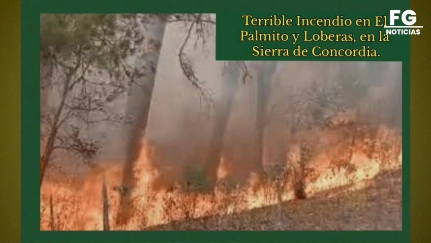 Habitante de El Palmito, Concordia, denuncia que en el área de la sierra se ha incendiado casi todo, y que el gobierno del estad…