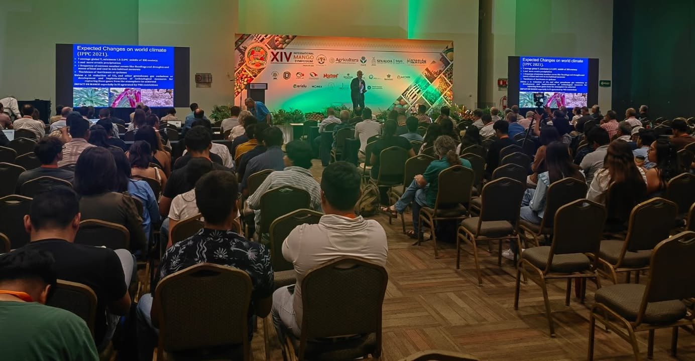 Cambio climático un gran reto para la industria del mango en el mundo Cambio climático un gran reto para la industria del mango en el mundo