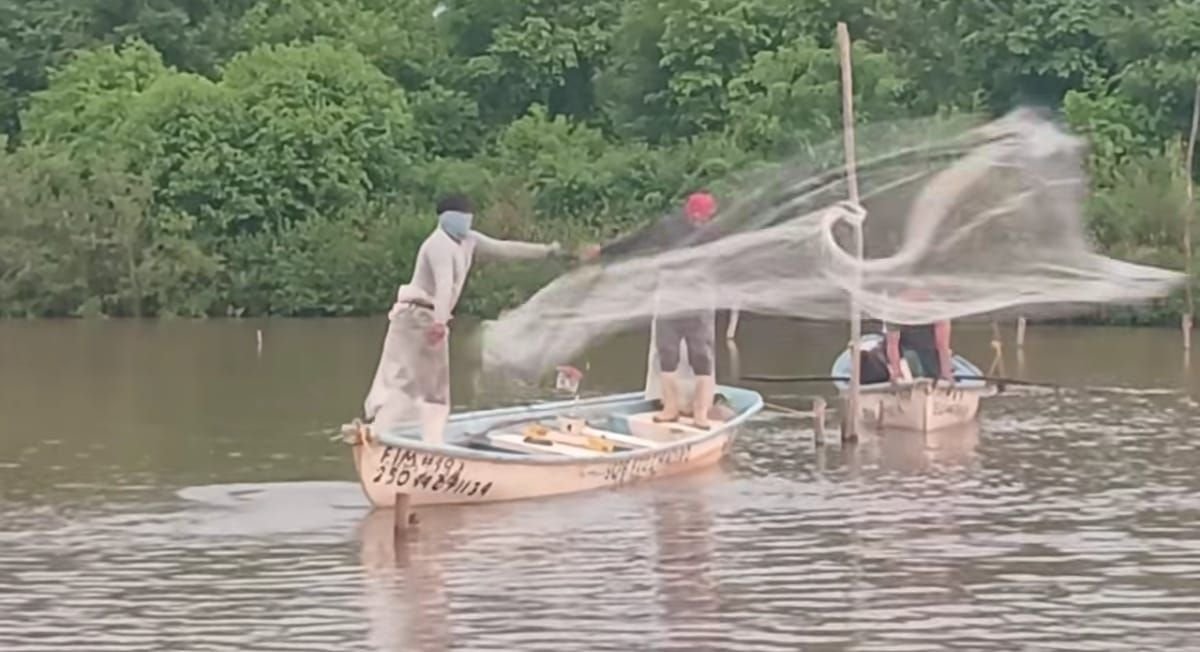 Pescadores ribereños del sur de Sinaloa, tienen mal inicio con capturas de 0 a 5 kilos de camarón Pescadores ribereños del sur de Sinaloa, tienen mal inicio con capturas de 0 a 5 kilos de camarón