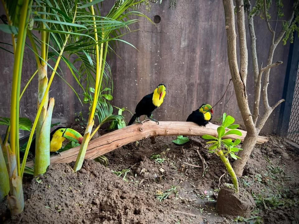 Tucanes: los nuevos embajadores de vida en el Gran Acuario Mazatlán Tucanes: los nuevos embajadores de vida en el Gran Acuario Mazatlán