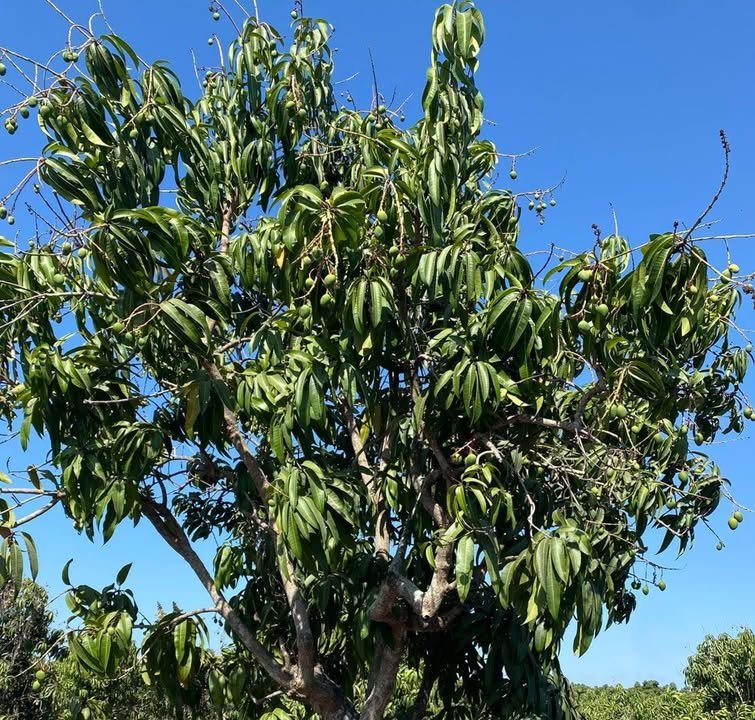 Floración del 30% en las huertas en el sur de Sinaloa, amenaza la producción de mango