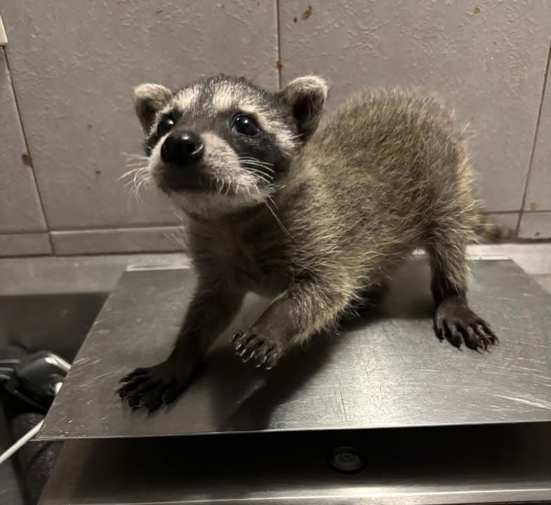 Recuperación exitosa de cría de mapache destaca labor de atención a Fauna Silvestre del Gran Acuario