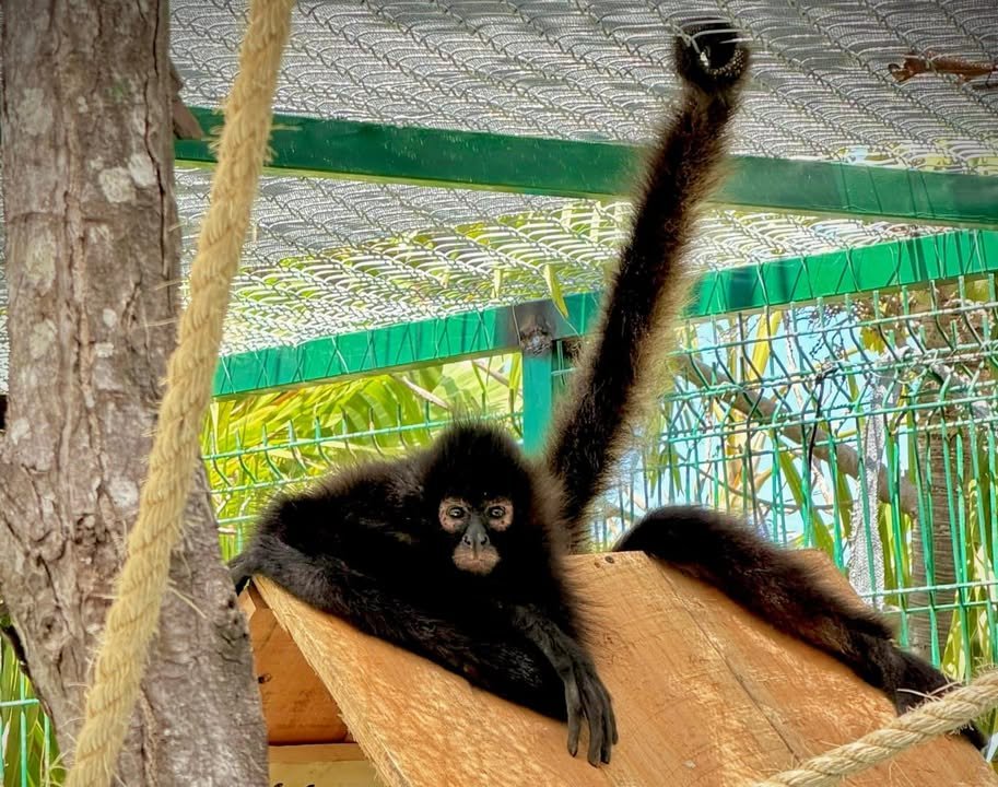 Mono Araña estrena hábitat en el Gran Acuario Mazatlán